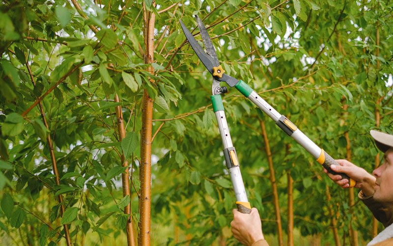 Tree trimming in Amboy, MN